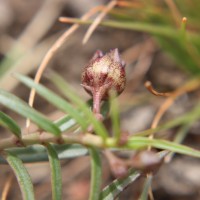 Ceropegia lankana (Dassan. & Jayas.) Bruyns